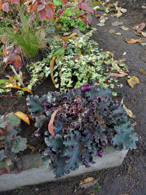  - 2022 - 03 - Toamna