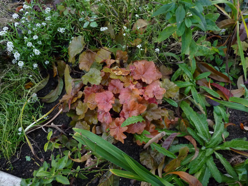  - 2022 - 03 - Toamna