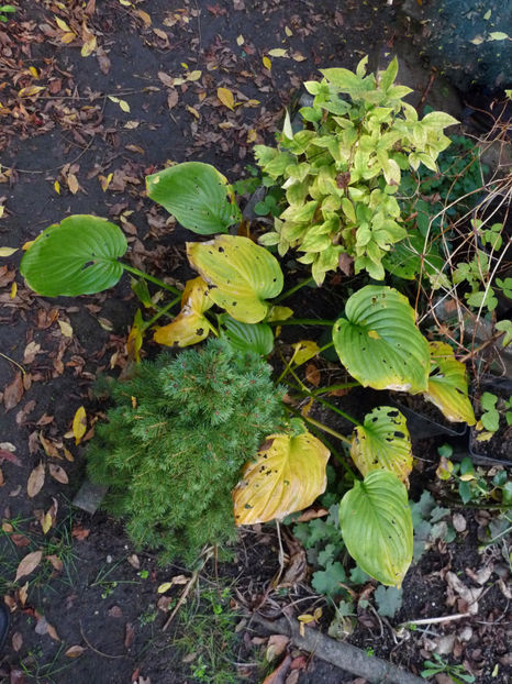  - 2022 - 03 - Toamna