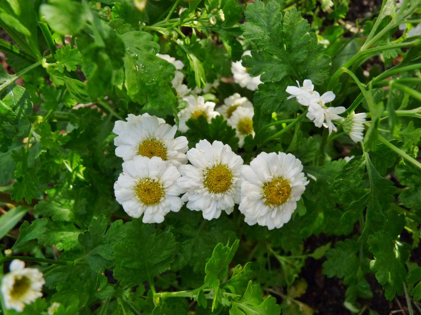  - 2022 - 03 - Toamna