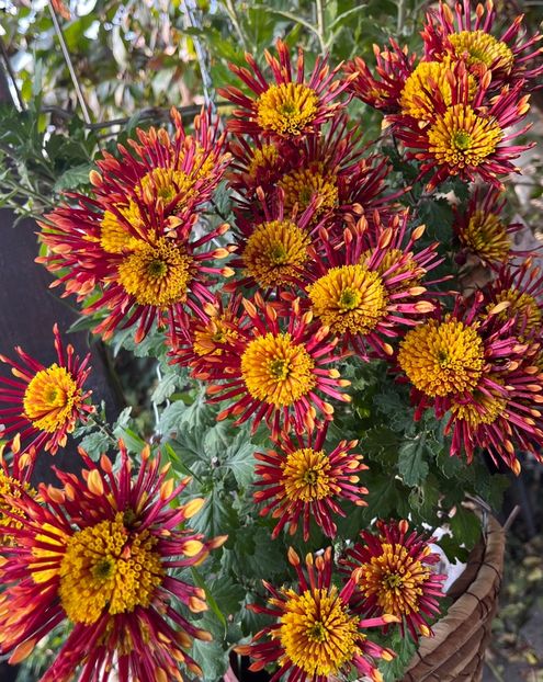 90F1EF83-984D-47A2-99EA-D9FC60A7CEAF - Crizanteme 2022