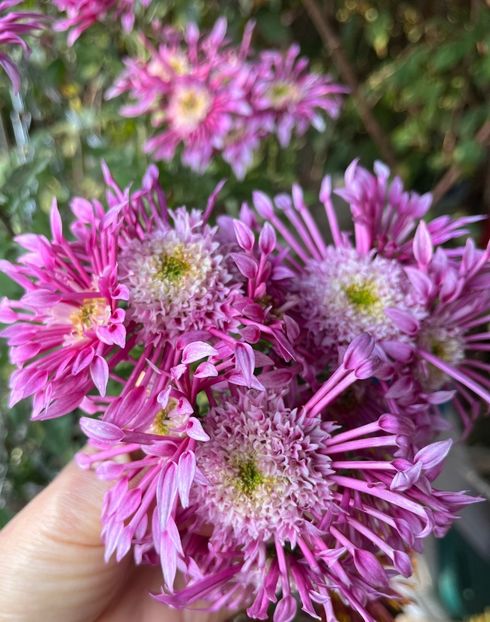 889F8F2C-24C6-4EF5-8AEF-49BC286467D4 - Crizanteme 2022