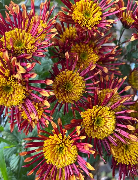 C0D6D611-FCF9-4A15-9558-0A591EE093B6 - Crizanteme 2022