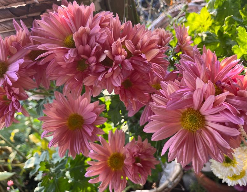 94691B13-777E-4CCE-8F7C-D8B203EF3ABF - Crizanteme 2022