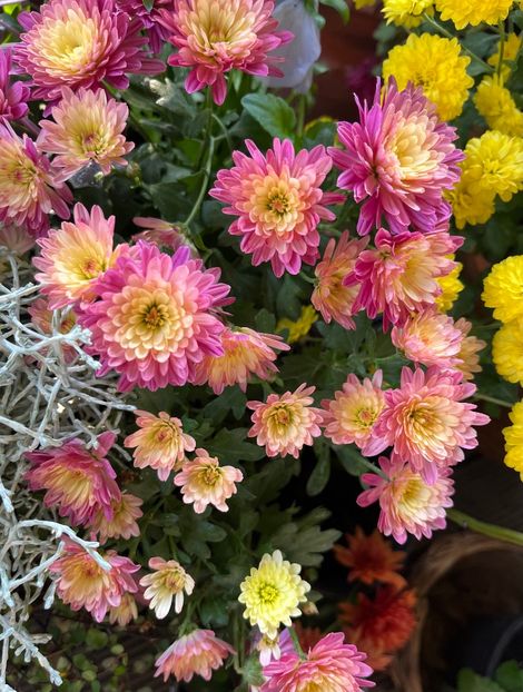 9C513288-C255-46B5-9FC1-085C36A9804A - Crizanteme 2022