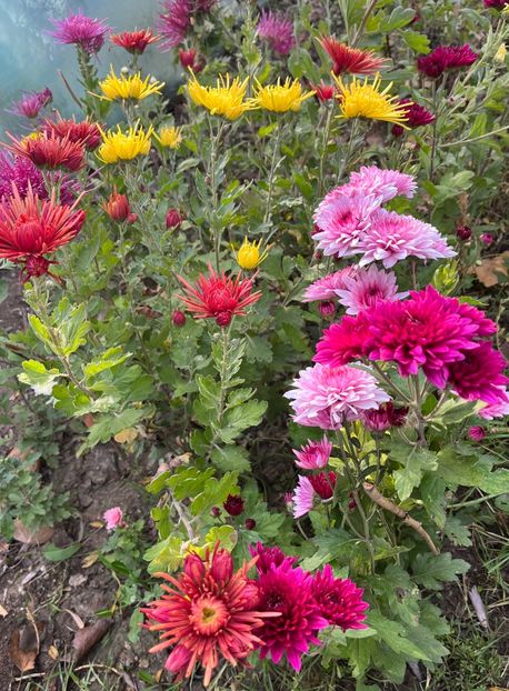 A7518E1A-EEB5-4B21-B742-2A7EC6E8C4EE - Crizanteme 2022