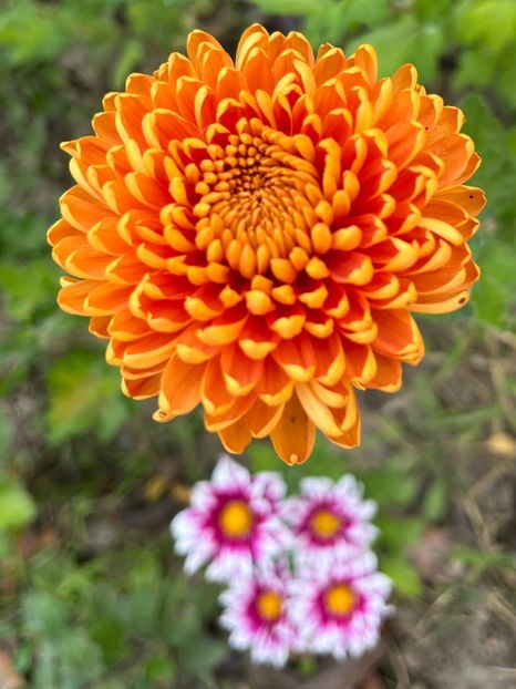 C306E916-430B-4D58-B8ED-5FEBDF8D4460 - Crizanteme 2022