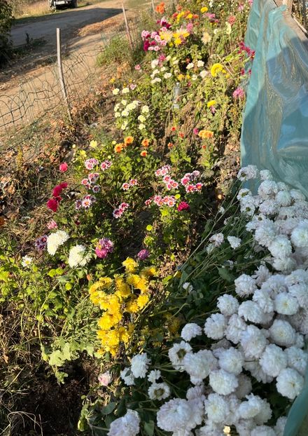 1A5DCAAA-EBB0-4458-A944-3E64A753FC5F - Crizanteme 2022