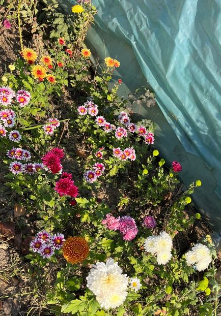 93569DEB-90DE-4FB1-8FEE-7CA93DE200DD - Crizanteme 2022