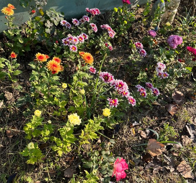 A7402105-43DA-4F6C-A0C2-63028BB7B260 - Crizanteme 2022