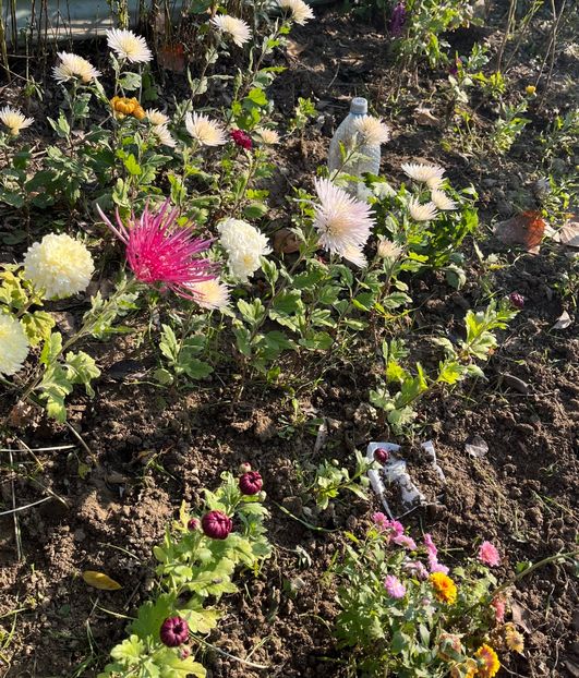 C1E27465-AD37-4794-883F-3D04874F5889 - Crizanteme 2022