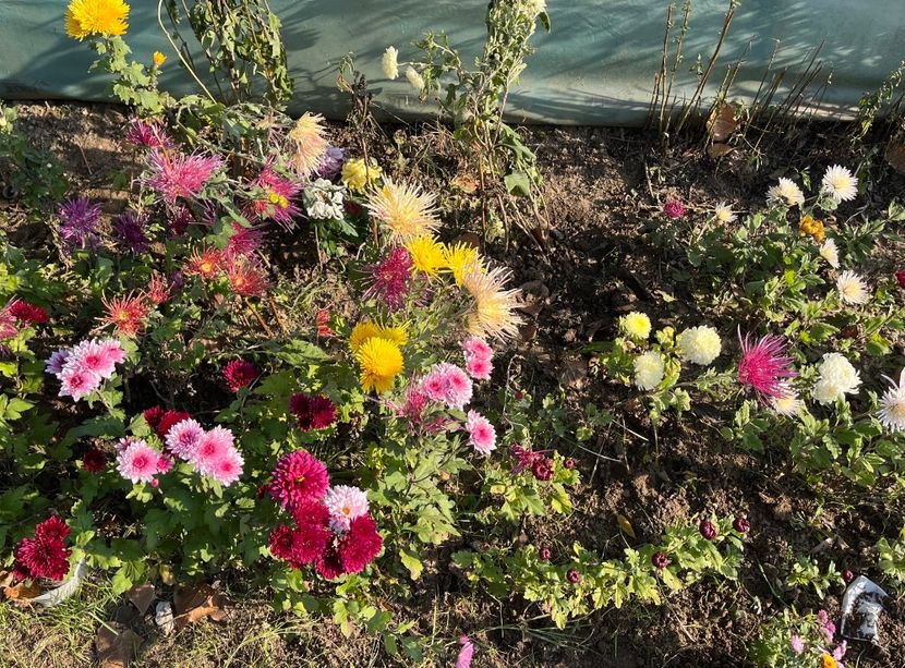 AAA748DE-4B29-499A-9854-C1D71E74F006 - Crizanteme 2022