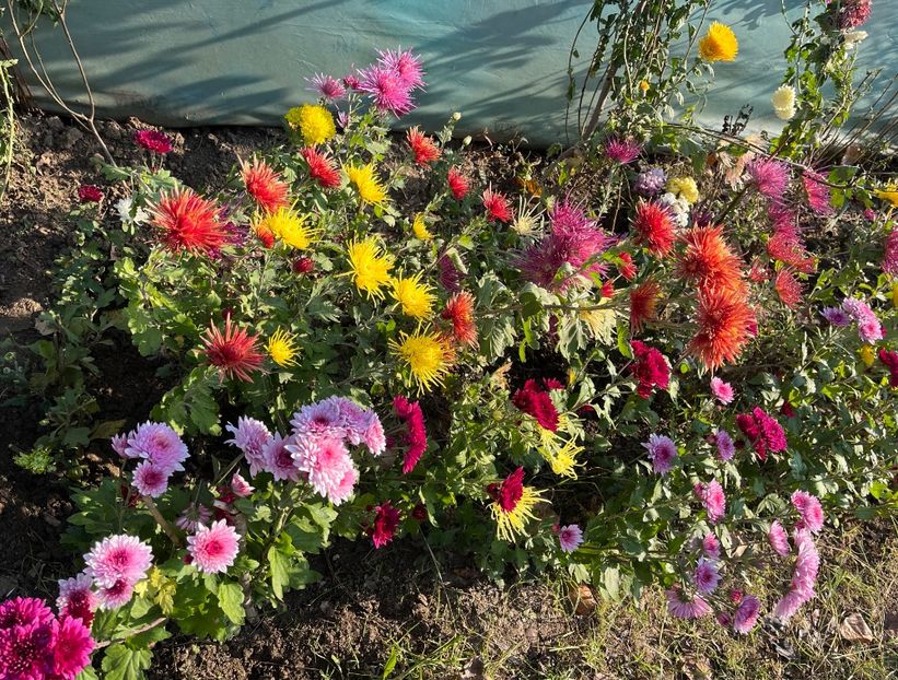 2EDA079D-1F19-4672-95C7-E25E8247DF65 - Crizanteme 2022