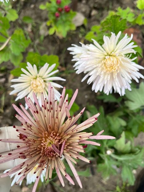 A7D0FB9F-338A-4C72-BBC6-3B74BD95F906 - Crizanteme 2022