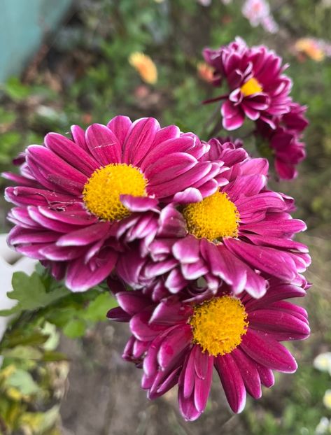 5D90578A-9B03-4FA2-8A8C-A512FE118ED6 - Crizanteme 2022