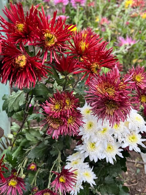 A4C22D89-B1B2-43B7-8E6B-7156C6E1B585 - Crizanteme 2022