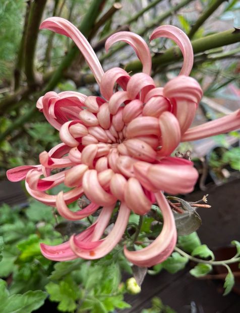 6B1F9F7B-1C12-43B1-ACF5-75112BF99FCB - Crizanteme 2022