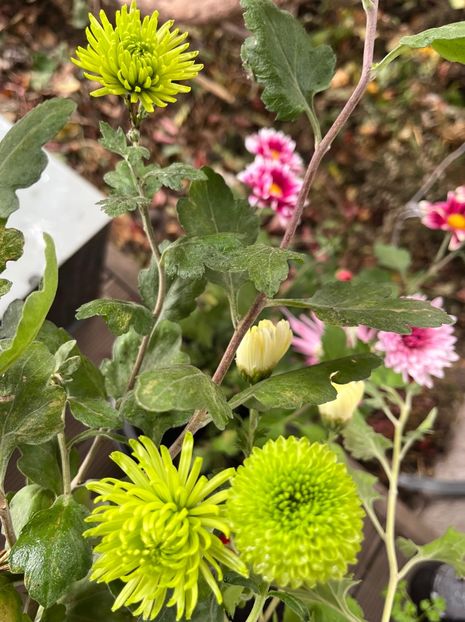 109D83DD-22A8-42F8-B3AE-F2C1B2B3389B - Crizanteme 2022