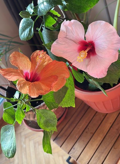 F57154D0-5A42-4A4D-9FD1-D40490B5DA2F - Hibiscus