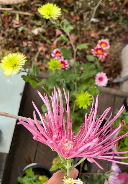 5C95060F-2F5F-4C27-A320-3335D37F238B - Crizanteme 2022