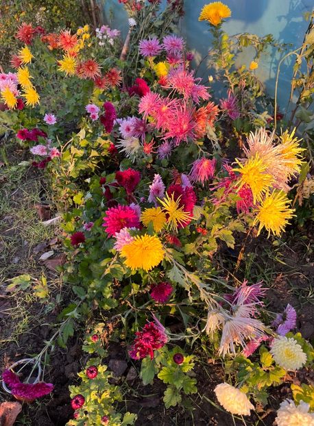 95AE93F2-A84E-46A1-89B5-E23629444A79 - Crizanteme 2022