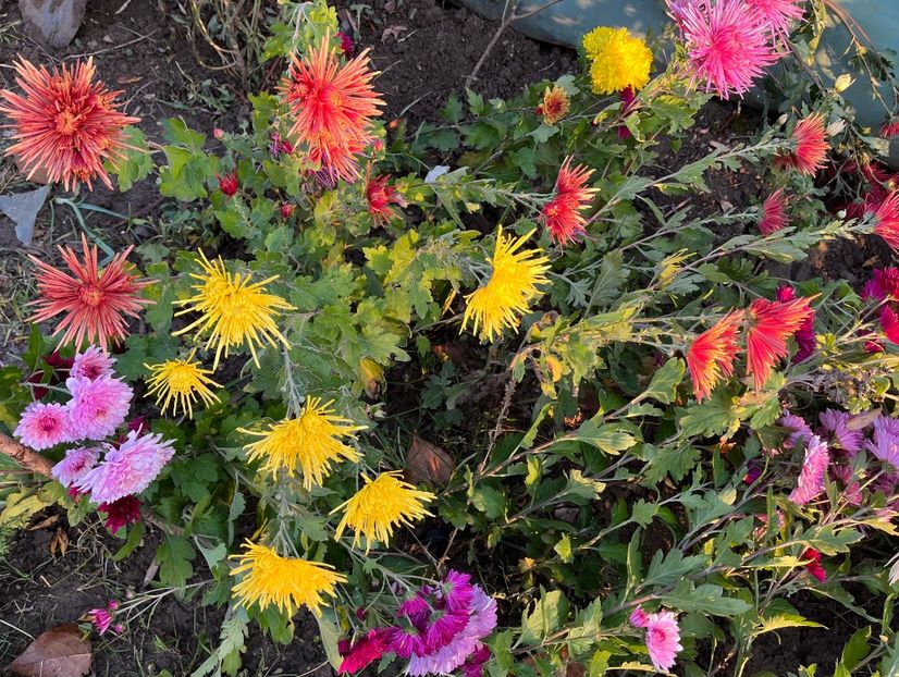 9BA90934-28A9-4AC7-A63F-F64F445722B3 - Crizanteme 2022