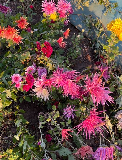 1160725A-D474-4517-8E14-5CCEEE452A5B - Crizanteme 2022