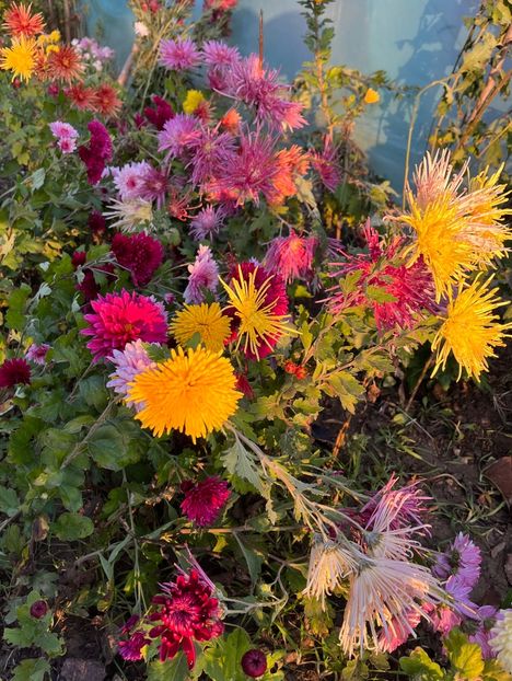 C0D7137F-6A2B-4C19-B5C7-7632CCB019E4 - Crizanteme 2022