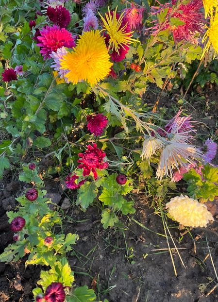 3BF799E6-2DCB-4D49-8605-058A0892A0F8 - Crizanteme 2022