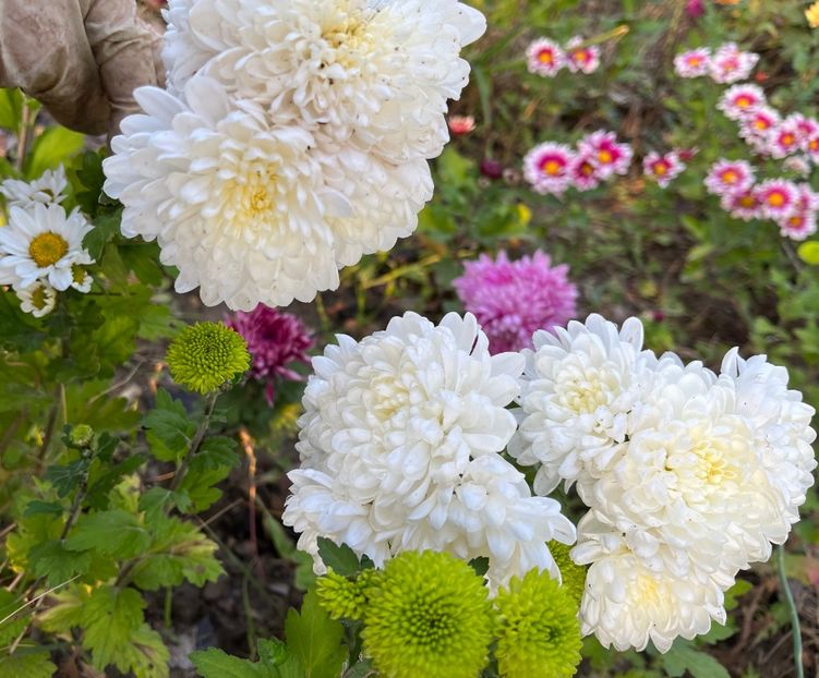 CD66B027-9013-4AF9-B902-3645FF638804 - Crizanteme 2022