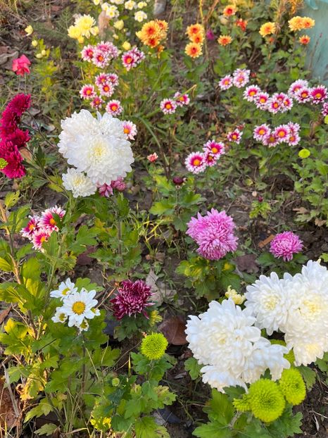 DA07F577-160A-465D-9780-097ABDF527FC - Crizanteme 2022