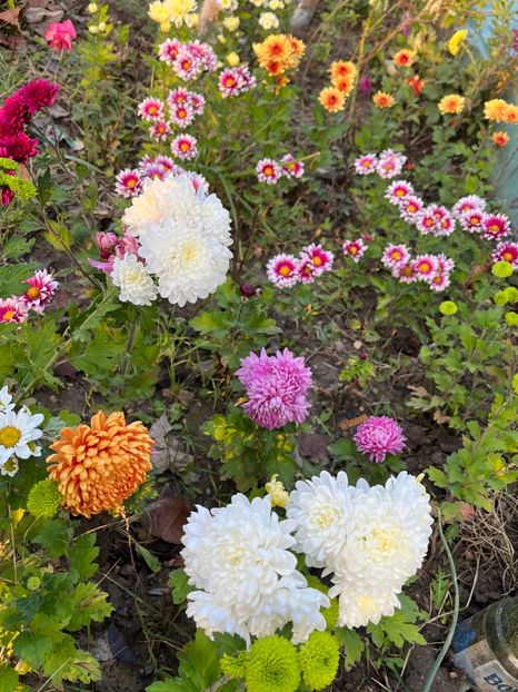 5A10D742-3427-41DE-BB12-6956A160CE3E - Crizanteme 2022