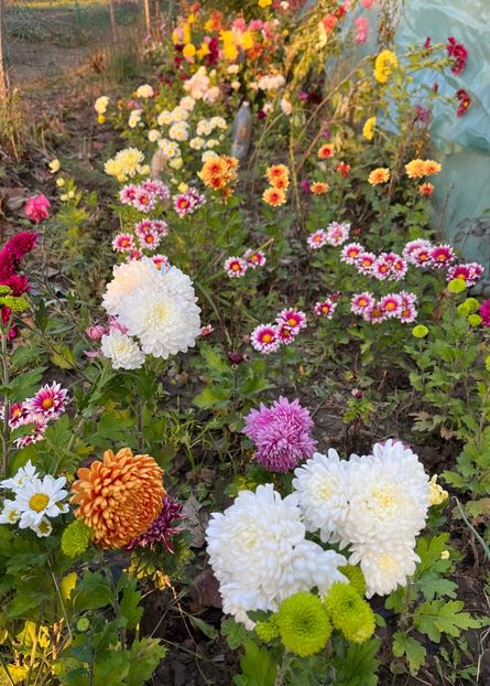 AD76DBA5-BFBD-409B-A20C-E207C5D790C7 - Crizanteme 2022