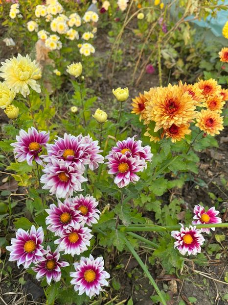 EB8F13CF-02A9-4F28-B9D6-87205360039D - Crizanteme 2022