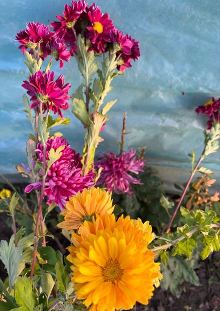 B168016C-7F8A-4B25-91AA-8E812CE08757 - Crizanteme 2022