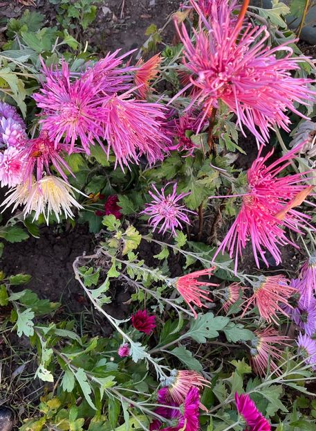 57EB17CB-1588-4587-8369-FEBBE94AED32 - Crizanteme 2022