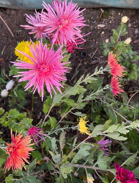 31AA652A-C8AA-4985-BBDE-D513EC89B27C - Crizanteme 2022