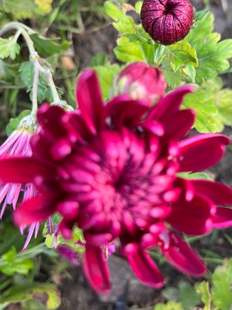 39724041-A181-4ED7-85AD-E2795378F009 - Crizanteme 2022