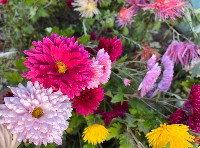 A21985C4-4478-4BB1-950A-F08EC498309C - Crizanteme 2022