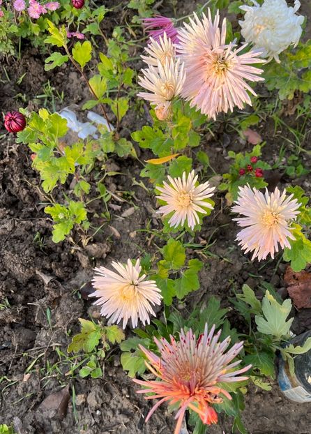 089FCB8D-B2D4-4BF0-B458-6F5E13C67103 - Crizanteme 2022