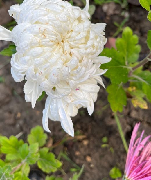 BA645102-CD3F-4C7E-A8C2-3A38430F2D49 - Crizanteme 2022