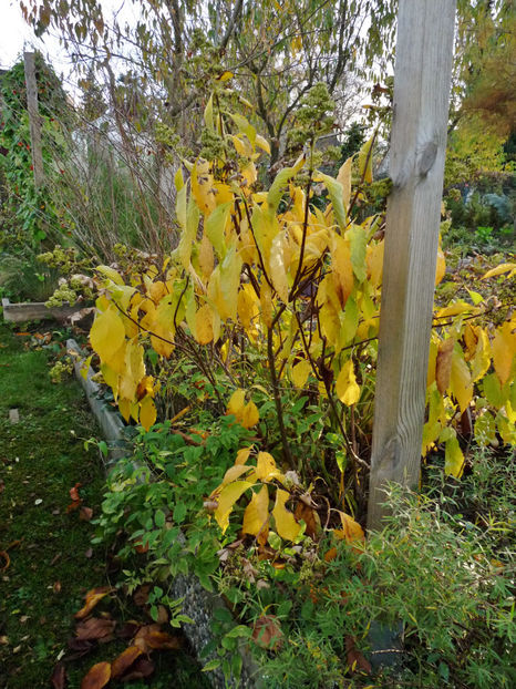  - 2022 - 03 - Toamna