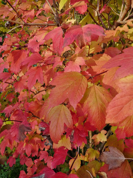  - 2022 - 03 - Toamna