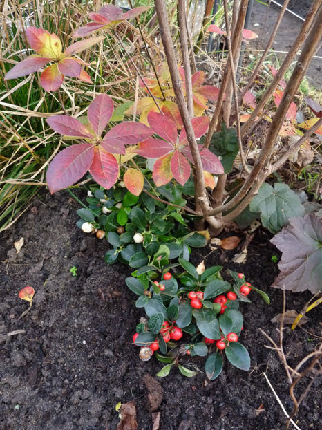  - 2022 - 03 - Toamna