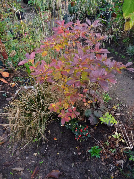  - 2022 - 03 - Toamna