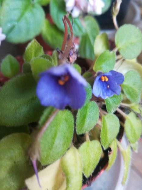 Lila Blackolan - Violete