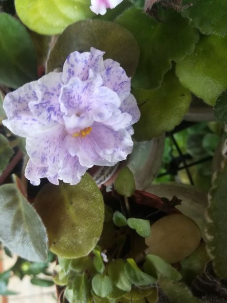 Morskaia Princessa - Violete