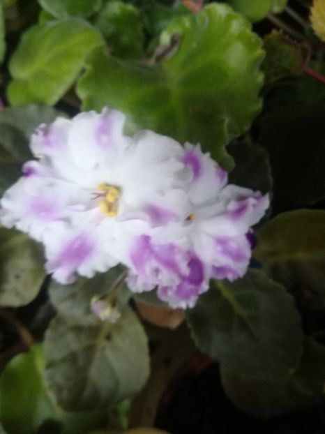 RS Palmira - Violete