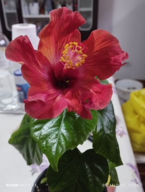  - Hibiscus