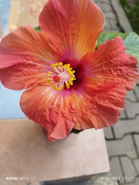  - Hibiscus